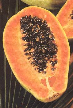 papaye